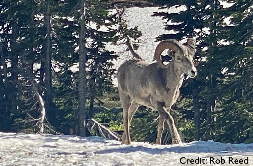 Bighorn Sheep with Credit